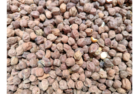 Black Channa